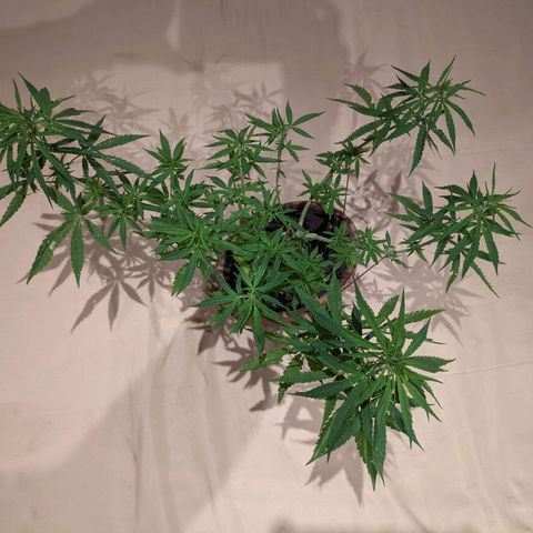 Genética desconocida growlog photo: Planta macho.
Hojas afectadas por orugas además de presentar puntos amarillos.
Emite menor olor.
Espacios internodales más largos.