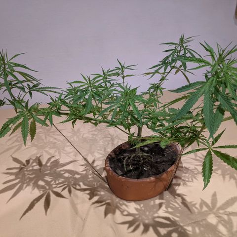 Genética desconocida growlog photo: Planta macho.
Hojas afectadas por orugas además de presentar puntos amarillos.
Emite menor olor.
Espacios internodales más largos.