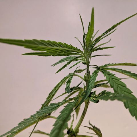 Genética desconocida growlog photo: Planta macho.
Hojas afectadas por orugas además de presentar puntos amarillos.
Emite menor olor.
Espacios internodales más largos.
