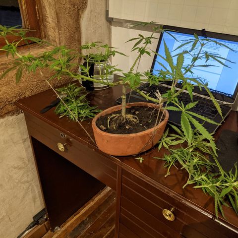 Genética desconocida growlog photo: Poda de planta macho.