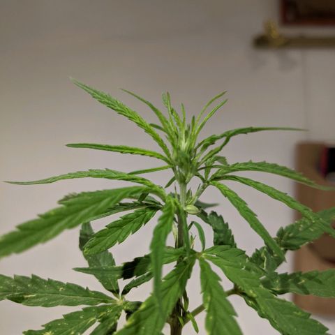 Genética desconocida growlog photo: Poda de planta macho.