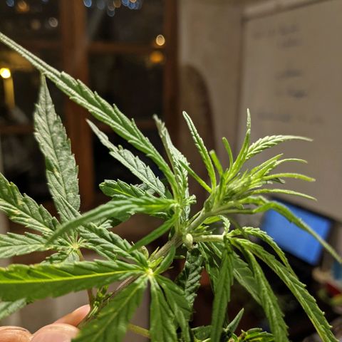 Genética desconocida growlog photo: Poda de planta macho.