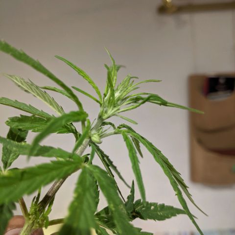 Genética desconocida growlog photo: Poda de planta macho.