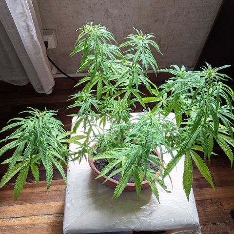 Genética desconocida growlog photo: Planta hermafrodita. Sexos en distintas ramas: macho en ramas bajas, hermbra más predominante en ramas altas.