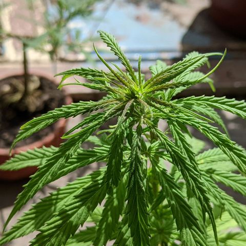 Genética desconocida growlog photo: Planta hermafrodita. Sexos en distintas ramas: macho en ramas bajas, hermbra más predominante en ramas altas.