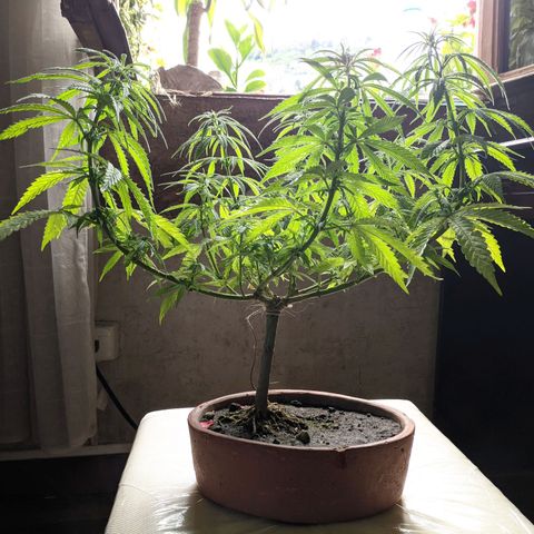 Genética desconocida growlog photo: Planta hermafrodita. Sexos en distintas ramas: macho en ramas bajas, hermbra más predominante en ramas altas.