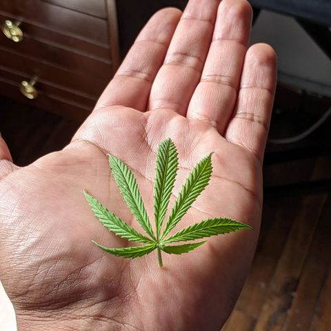 Genética desconocida growlog photo: Planta hermafrodita. Sexos en distintas ramas: macho en ramas bajas, hermbra más predominante en ramas altas.