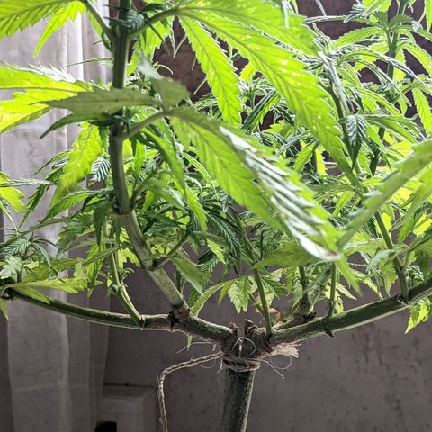 Genética desconocida growlog photo: Planta hermafrodita. Sexos en distintas ramas: macho en ramas bajas, hermbra más predominante en ramas altas.
