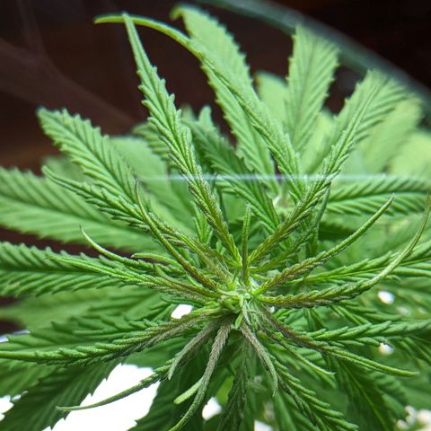 Genética desconocida growlog photo: Planta hermafrodita. Sexos en distintas ramas: macho en ramas bajas, hermbra más predominante en ramas altas.