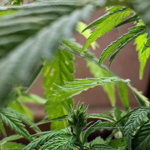 Genética desconocida growlog photo: Planta hermafrodita. Sexos en distintas ramas: macho en ramas bajas, hermbra más predominante en ramas altas.