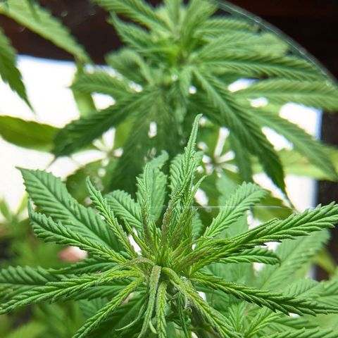 Genética desconocida growlog photo: Planta hermafrodita. Sexos en distintas ramas: macho en ramas bajas, hermbra más predominante en ramas altas.