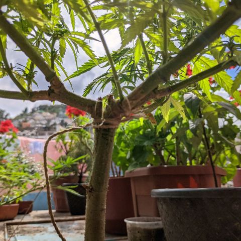 Genética desconocida growlog photo: Planta hermafrodita. Sexos en distintas ramas: macho en ramas bajas, hermbra más predominante en ramas altas.