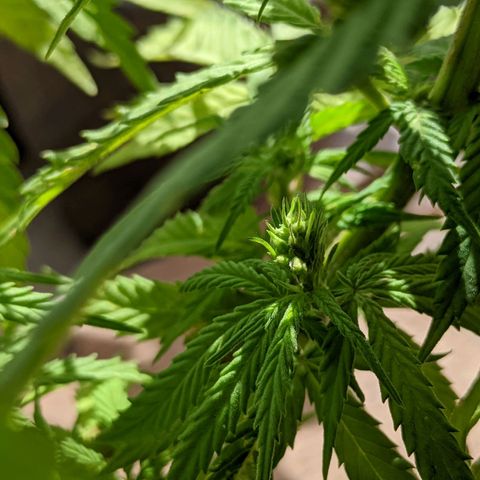 Genética desconocida growlog photo: Planta hermafrodita. Sexos en distintas ramas: macho en ramas bajas, hermbra más predominante en ramas altas.