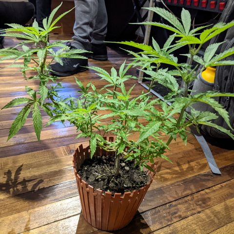 Genética desconocida growlog photo: Planta macho.
Cortada para revegetar.
