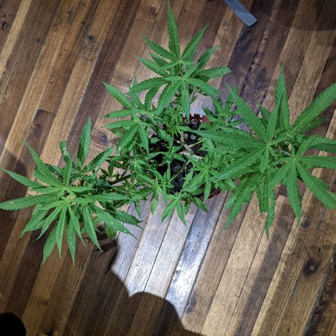 Genética desconocida growlog photo: Planta macho.
Cortada para revegetar.
