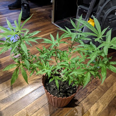 Genética desconocida growlog photo: Planta macho.
Cortada para revegetar.
