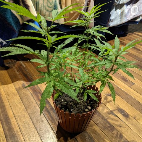 Genética desconocida growlog photo: Planta macho.
Cortada para revegetar.
