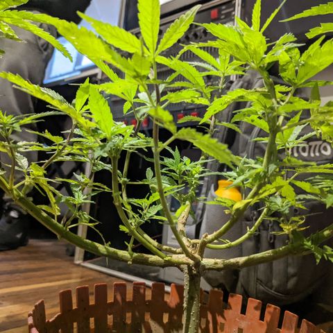 Genética desconocida growlog photo: Planta macho.
Cortada para revegetar.
