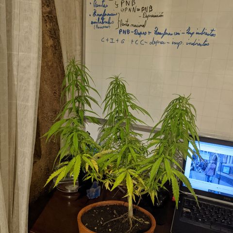 Genética desconocida growlog photo: Poda y luz: 9 pm
Podas apicales en todos los brazos para retrasar la floración.