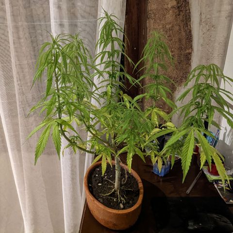 Genética desconocida growlog photo: Poda y luz: 9 pm
Podas apicales en todos los brazos para retrasar la floración.