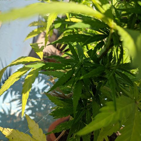Genética desconocida growlog photo: Hembra: pistilos pequeños (5mm) en las colas más pronunciadas. Destacan 6 colas más 1 semi pequeña para acodo aéreo.