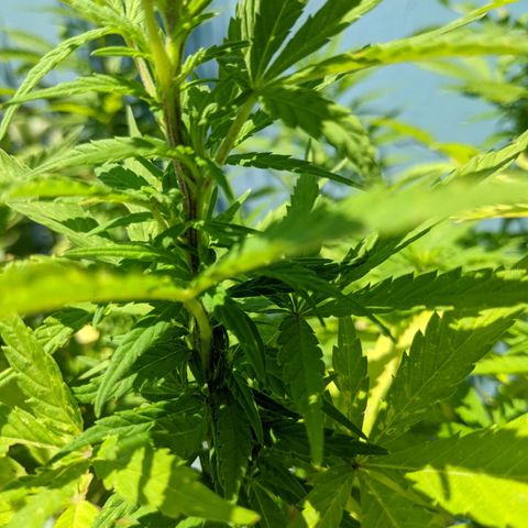 Genética desconocida growlog photo: Hembra: pistilos pequeños (5mm) en las colas más pronunciadas. Destacan 6 colas más 1 semi pequeña para acodo aéreo.