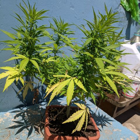 Genética desconocida growlog photo: Hembra: pistilos pequeños (5mm) en las colas más pronunciadas. Destacan 6 colas más 1 semi pequeña para acodo aéreo.