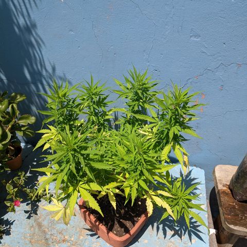 Genética desconocida growlog photo: Hembra: pistilos pequeños (5mm) en las colas más pronunciadas. Destacan 6 colas más 1 semi pequeña para acodo aéreo.