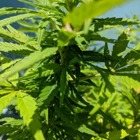 Genética desconocida growlog photo: Hembra: pistilos pequeños (5mm) en las colas más pronunciadas. Destacan 6 colas más 1 semi pequeña para acodo aéreo.