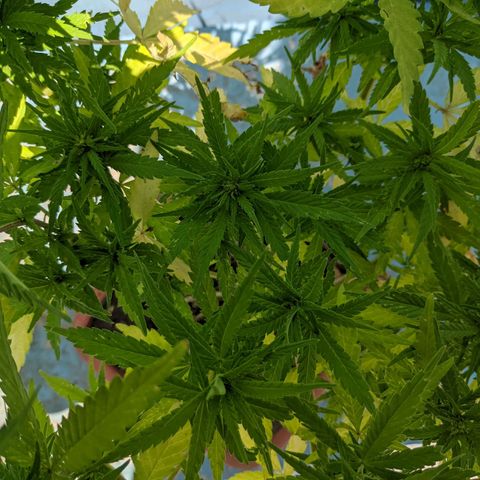 Genética desconocida growlog photo: Hembra: pistilos pequeños (5mm) en las colas más pronunciadas. Destacan 6 colas más 1 semi pequeña para acodo aéreo.