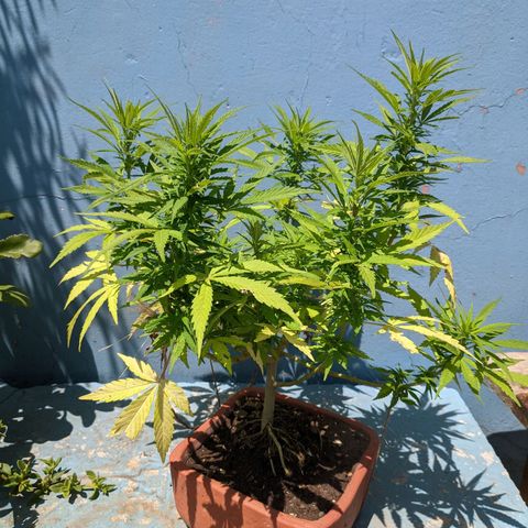 Genética desconocida growlog photo: Hembra: pistilos pequeños (5mm) en las colas más pronunciadas. Destacan 6 colas más 1 semi pequeña para acodo aéreo.