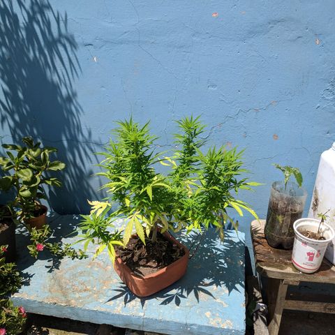 Genética desconocida growlog photo: Hembra: pistilos pequeños (5mm) en las colas más pronunciadas. Destacan 6 colas más 1 semi pequeña para acodo aéreo.
