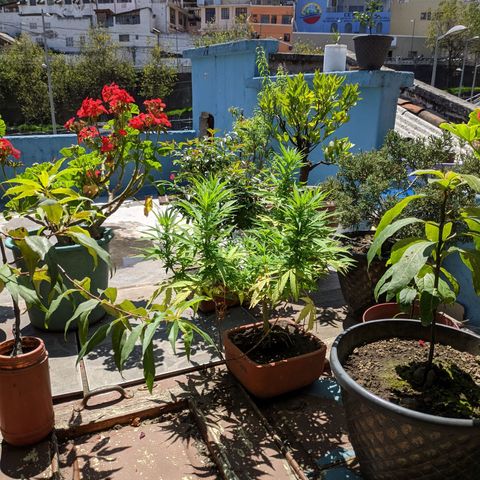 Genética desconocida growlog photo: Hembra: pistilos pequeños (5mm) en las colas más pronunciadas. Destacan 6 colas más 1 semi pequeña para acodo aéreo.