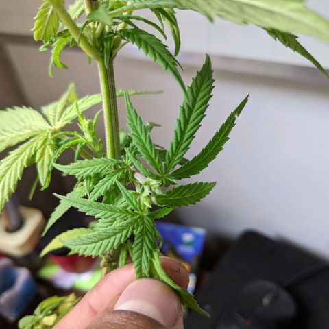 Genética desconocida growlog photo: Corte de ramas altas para detener la floración de la planta hermafrodita y macho.