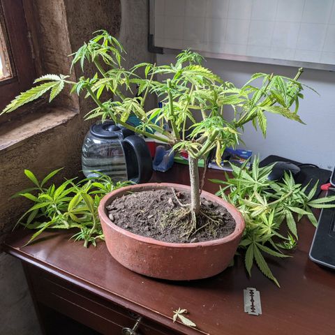 Genética desconocida growlog photo: Corte de ramas altas para detener la floración de la planta hermafrodita y macho.