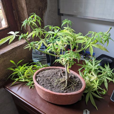 Genética desconocida growlog photo: Corte de ramas altas para detener la floración de la planta hermafrodita y macho.