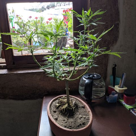 Genética desconocida growlog photo: Corte de ramas altas para detener la floración de la planta hermafrodita y macho.
