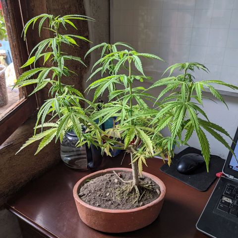 Genética desconocida growlog photo: Corte de ramas altas para detener la floración de la planta hermafrodita y macho.