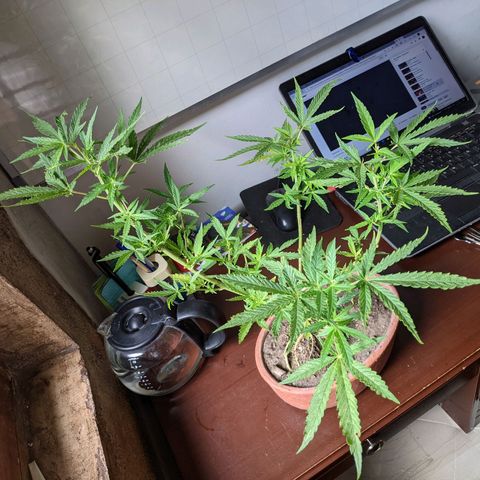 Genética desconocida growlog photo: Corte de ramas altas para detener la floración de la planta hermafrodita y macho.