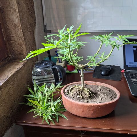 Genética desconocida growlog photo: Corte de ramas altas para detener la floración de la planta hermafrodita y macho.