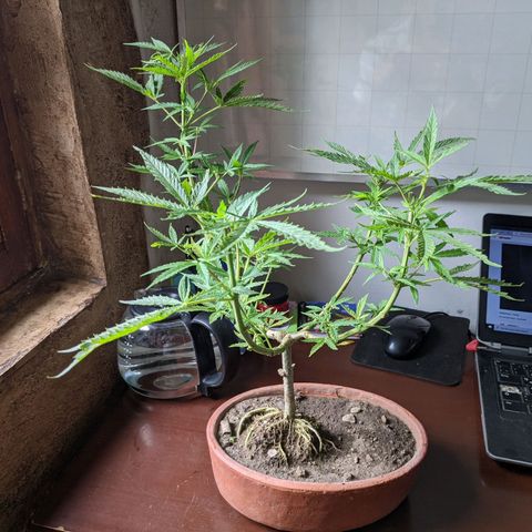 Genética desconocida growlog photo: Corte de ramas altas para detener la floración de la planta hermafrodita y macho.