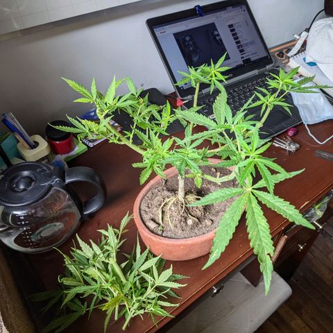 Genética desconocida growlog photo: Corte de ramas altas para detener la floración de la planta hermafrodita y macho.