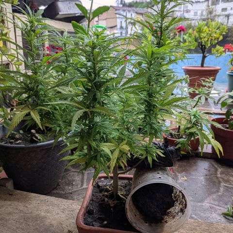 Genética desconocida growlog photo: Los pistilos apicales predominan en los brazos pequeños.
Acodo aéreo con 6 días.
