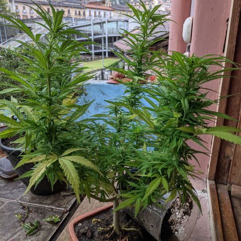 Genética desconocida growlog photo: Los pistilos apicales predominan en los brazos pequeños.
Acodo aéreo con 6 días.