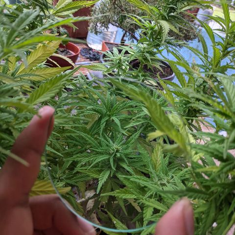 Genética desconocida growlog photo: Los pistilos apicales predominan en los brazos pequeños.
Acodo aéreo con 6 días.