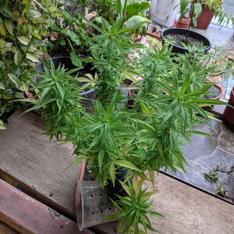 Genética desconocida growlog photo: Los pistilos apicales predominan en los brazos pequeños.
Acodo aéreo con 6 días.