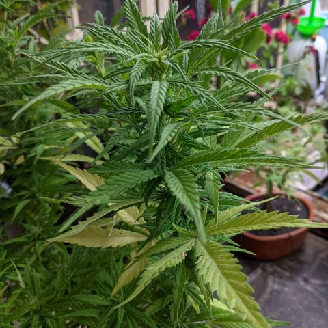 Genética desconocida growlog photo: Los pistilos apicales predominan en los brazos pequeños.
Acodo aéreo con 6 días.