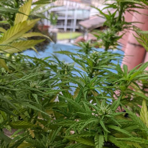 Genética desconocida growlog photo: Los pistilos apicales predominan en los brazos pequeños.
Acodo aéreo con 6 días.