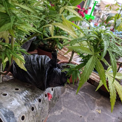 Genética desconocida growlog photo: Los pistilos apicales predominan en los brazos pequeños.
Acodo aéreo con 6 días.