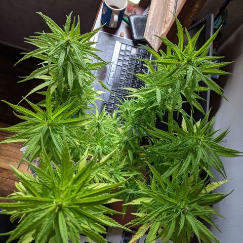 Genética desconocida growlog photo: 1er abono de floración_Abono orgánico de Potasio.
No hay enraizamiento del esqueje, se vuelve a colocar la tierra.
Todas las colas presentan pistilos.